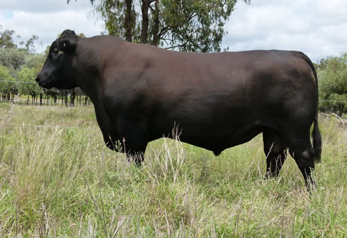 Raff Angus sire